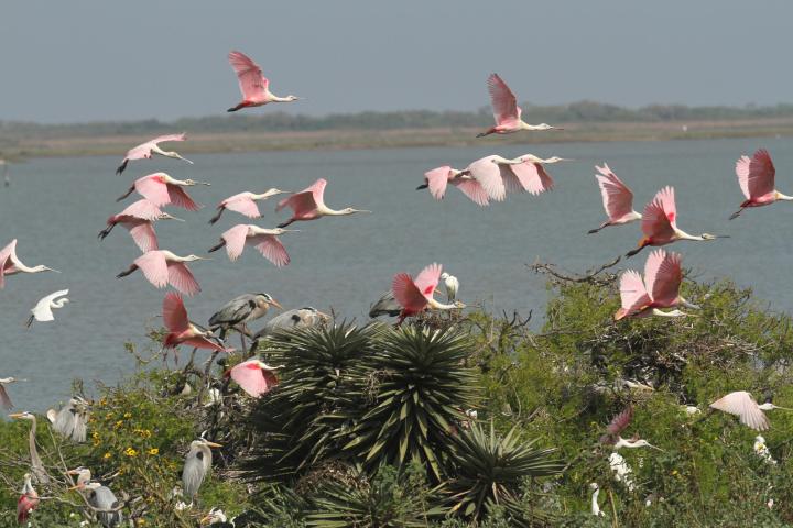 spring rookery