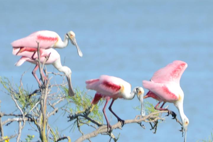 spring rookery